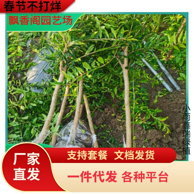 软籽石榴树苗 甜石榴树树苗种植基地 一公分石榴树苗价格