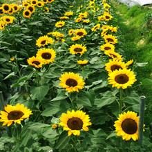 观赏向日葵种子食用向日葵花种室内四季易活盆栽花籽春天花种籽子