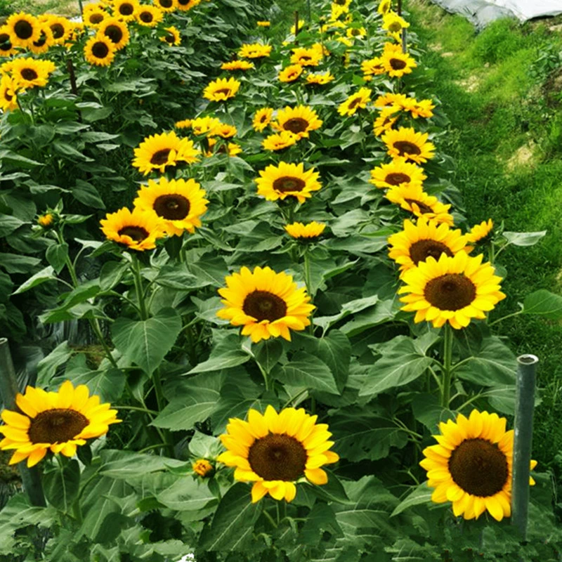 Декоративные семена подсолнечника Съедобные семена цветов подсолнечника в помещении Четыре сезона Легко жить Семена цветов в горшке Семена весенних цветов