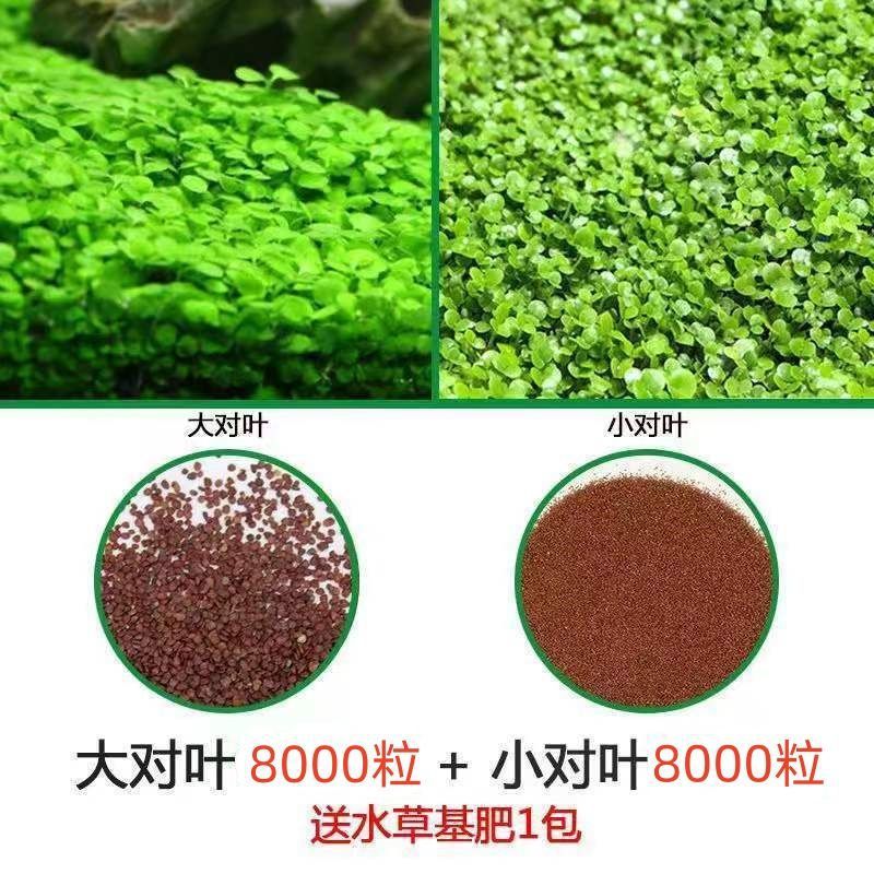 [핫세일] 워터그래스머드 2.5kg - 큰잎 한쌍 + 작은잎 한쌍 + 그릇연꽃 5개 + 비료