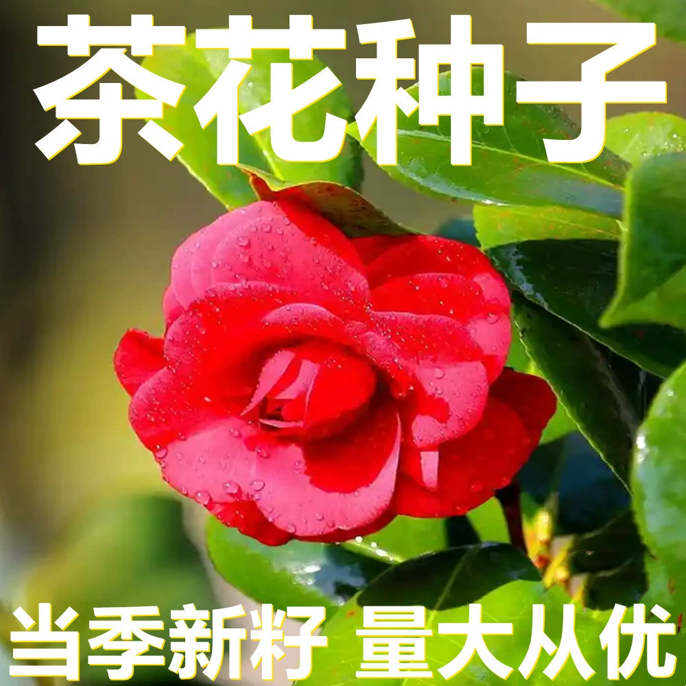 Семена камелии 250-500г в мешках оптом, прямые поставки с места происхождения, сезонные новые семена, семена садовых цветов