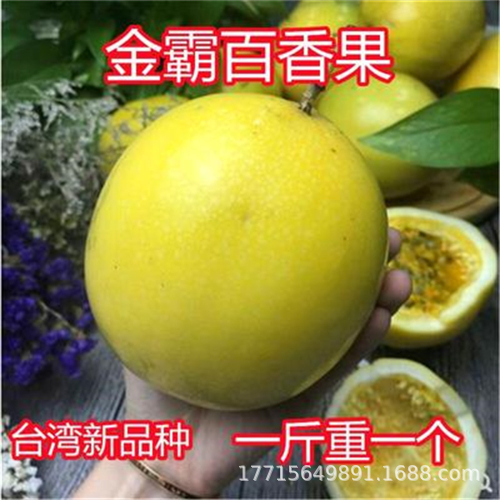 新品种百香果树苗金霸黄金百香果苗嫁接四季开花当年结果钦蜜九号