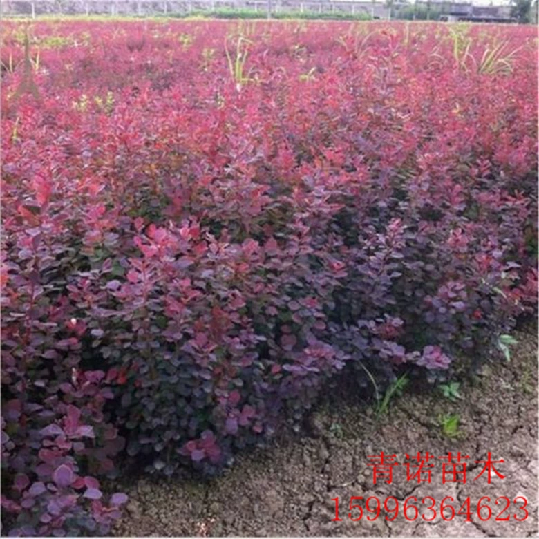 Прямая продажа зеленого красно-листового барбарбарис Бербери с Шиповой изгородью саженцы красных листьев Бербери в настоящее время выкапывают и продают с полными спецификациями и высокой выживаемостью