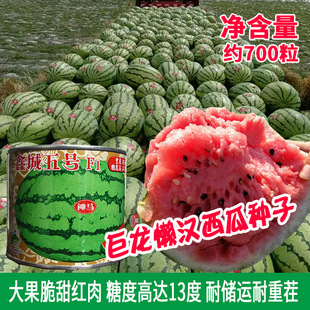 �γ���̖���ϷN�� �r��������������ز�E�A����֭������