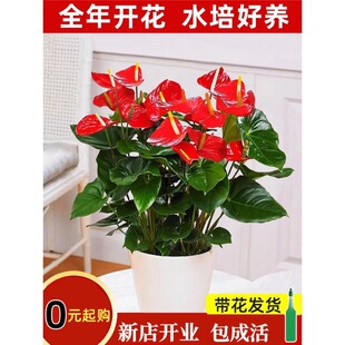 һ���L혼t�ƻ����_�������҃����\���^���B�Gֲˮ���ļ�����ֲ��