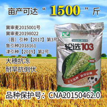 厂家批发轮选103抗冻冬小麦原种 北方抗冻抗旱节水农科院小麦种子