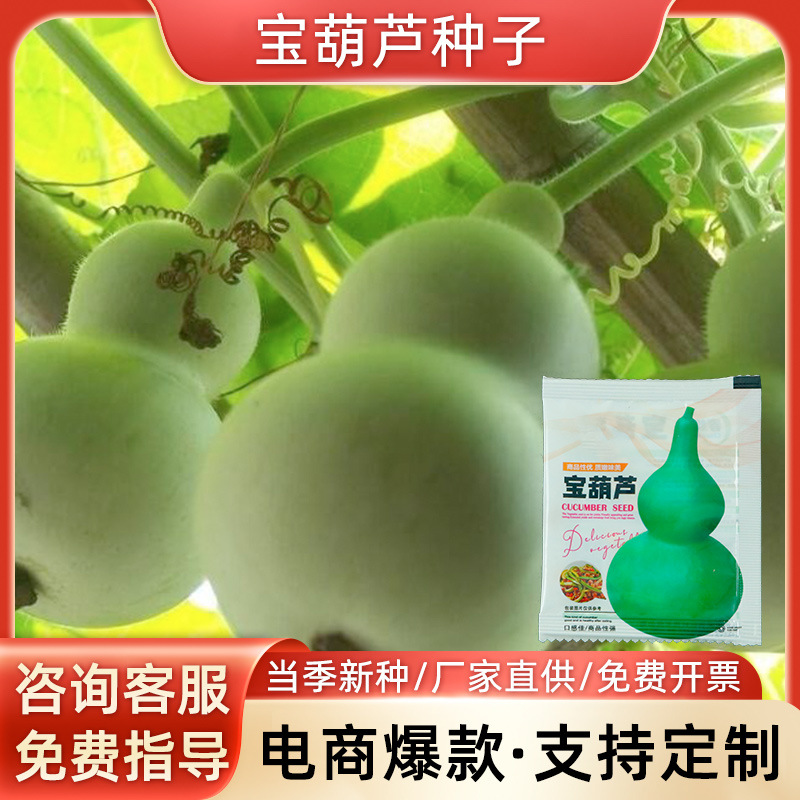 宝葫芦瓜种子 早生厚肉酒葫芦 酒仙瓠瓜种籽 济公葫芦种子 可食用