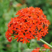 香豌豆种子 春秋季播种室内芳香草本花卉阳台攀爬盆栽植物种子