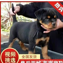 纯种罗威纳活体幼犬罗威纳警犬护卫犬幼崽罗威纳工作犬军犬罗威纳