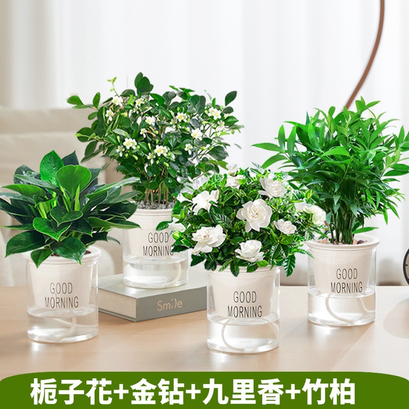 치자나무 + 황금다이아몬드 + 구리향 + 대나무와 편백나무(좋은 아침 분지) + 영양액