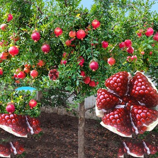 Pomegranate Tree Saplings Tunisian Soft Seed Pomegranate with Soil Extra Large Potted Courtyard Fruit Tree Seedless Pomegranate Saplings Fruit Seedlings