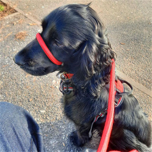Amazon Hot-selling Leash Dog Mouth Rope Dog Mouth Cover Anti-bite Barking Dog Barking Stopper Pet Mouth Rope Dog Mouth Rope
