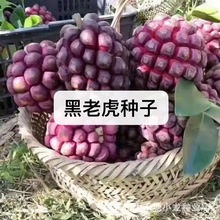 ���ϻ��N�Ӳ����ȷN�����r���ϻ��N����F�N�����l