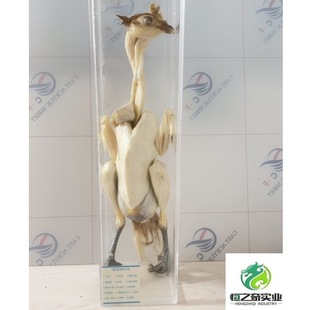 chicken, duck, and goose dipping specimens chicken, duck, and goose peeling specimens chicken, duck, and goose anatomical specimens animal dipping specimens