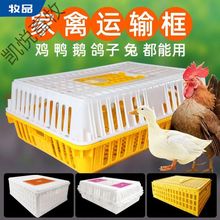 鸡框鸡笼周转箱装鸡笼家用塑料带盖养殖加长特大号笼子兔鸡场用框