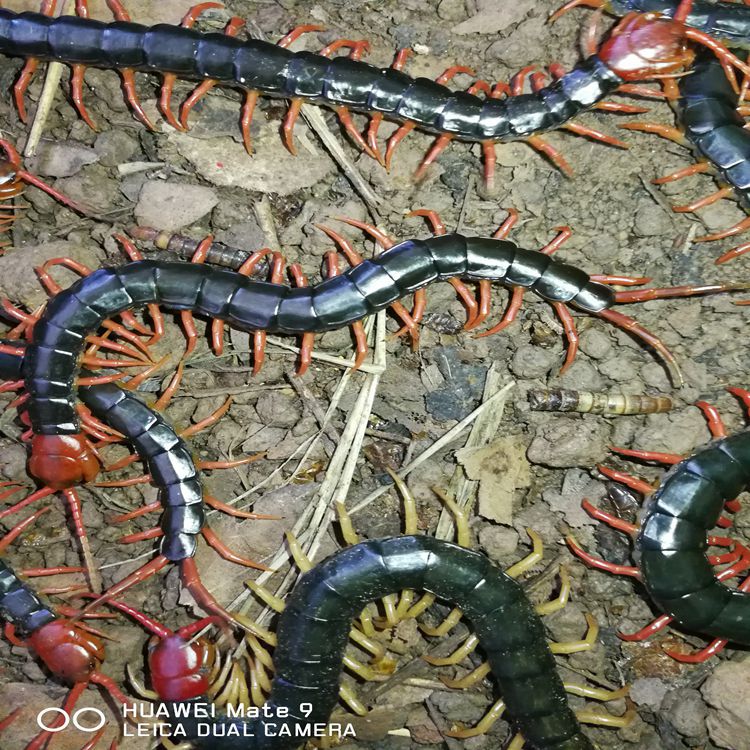 IMG_20190930_125102_副本