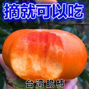 ���Ә�������Ե����ش�ͥԺ�������ĥ�P�������������������