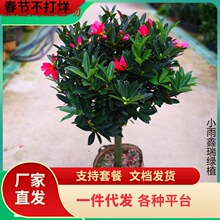 一件代发四季杜鹃红山茶花带花浓香型盆栽室内外阳台庭院观赏花卉