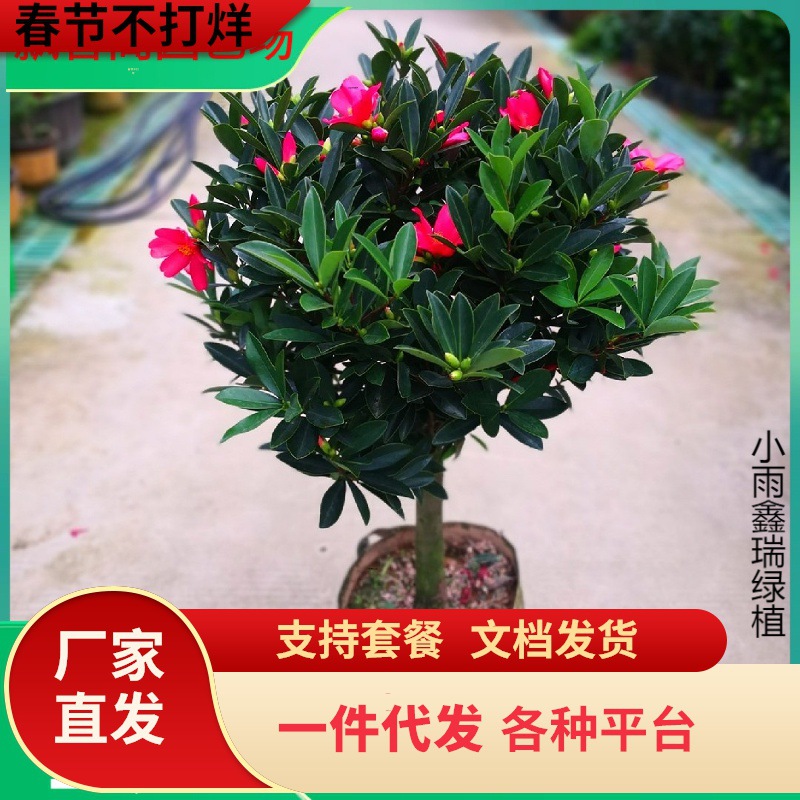 一件代发四季杜鹃红山茶花带花浓香型盆栽室内外阳台庭院观赏花卉