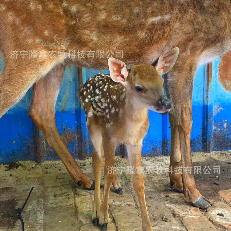 Можно ли выращивать пятнистых оленей? Сколько стоит маленький олень оленя?