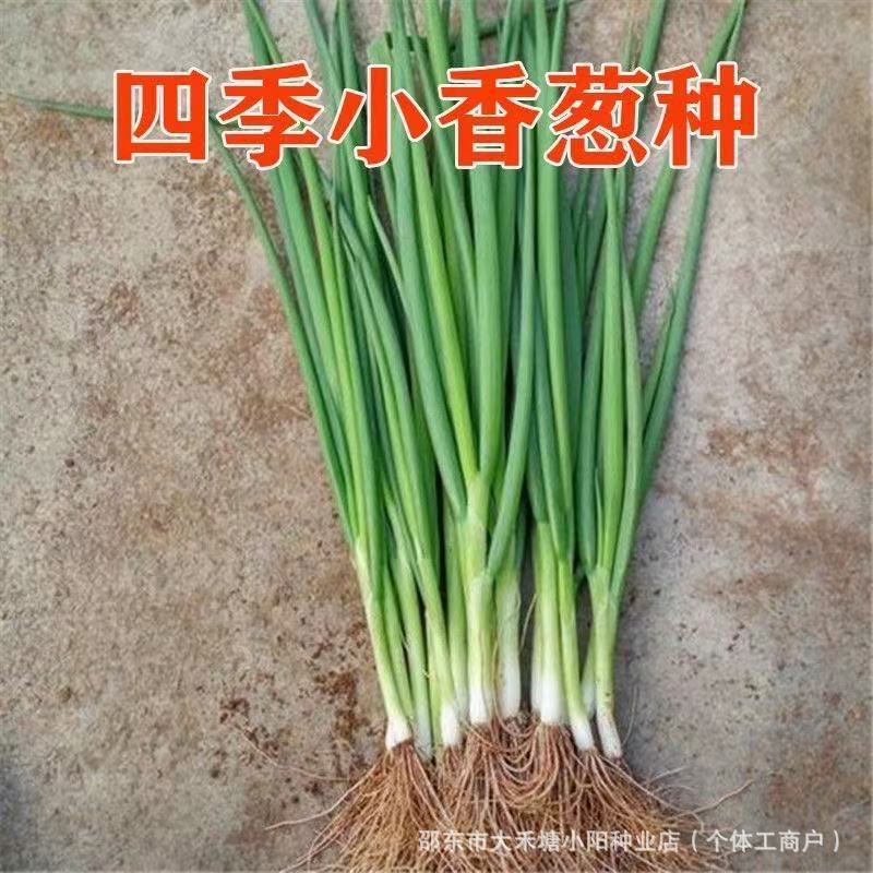 【四季小香葱】四季易种小葱阳台室内盆栽葱家庭蔬菜易管理