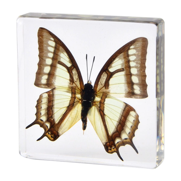 7.5 Fang Shuzhen Big Two-tailed Butterfly