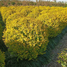 苗木 绿化工程 园林 亮晶女贞苗木 亮晶女贞 工程绿化亮晶女贞