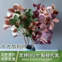 跨境代发绿色绿植尤加利叶