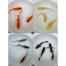 ��ˮ�~���~���w�~С���~�t���S�𻨲ݺڽ��^�p�~�\���~���B�׻��~