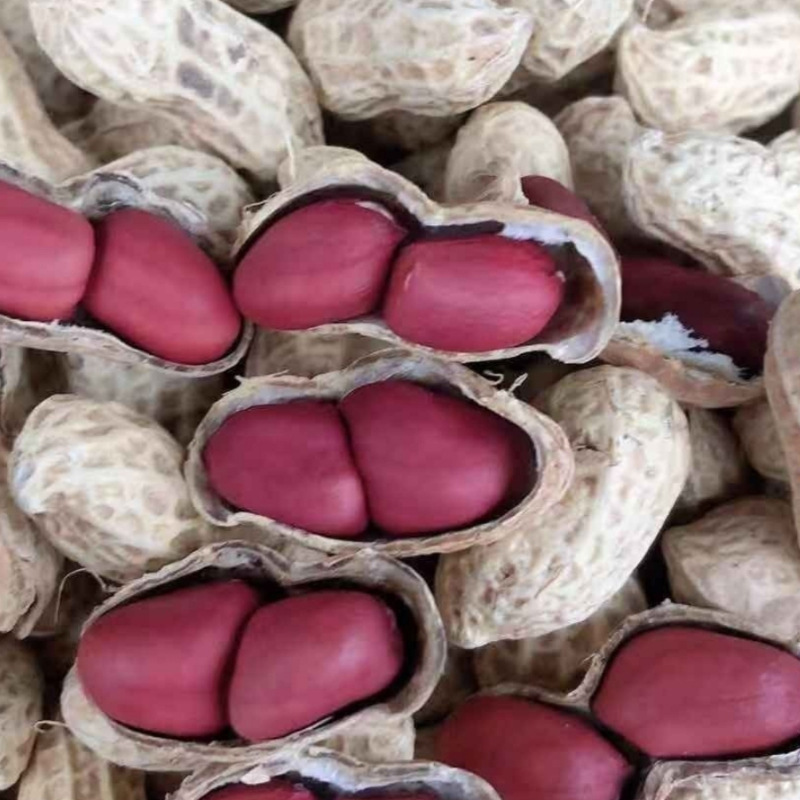 四川两粒红皮干花生带壳生花生种子晒干老品种红衣花生农家自种