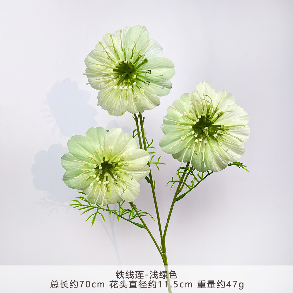 CC-铁线莲-浅绿