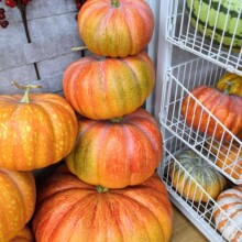 �����Ϲ�8.5cm-50cm��ĭ�f�}���ϹϏS��ֱ�N�����Ĕz���Ϲ�ģ��