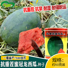 抗重茬蜜冠龙高糖花皮西瓜种子 农田菜园基地作物红心耐运输西瓜