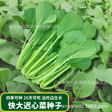 ����t�Ĳ��Ĳ˷N�яV�|����ķN���ļ��͟��߲˷N����˹�˾���l