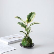 创意苔藓球造型花盆陶瓷圆形绿植盆栽装饰桌面摆件花盆简约陶瓷皿