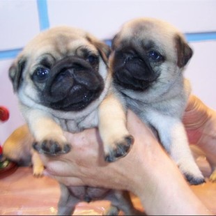 ���NС�ͻ��w���ﹷ���͸�Ȯ��ë����˸���Ȯ��Ę�͸���Ȯ������