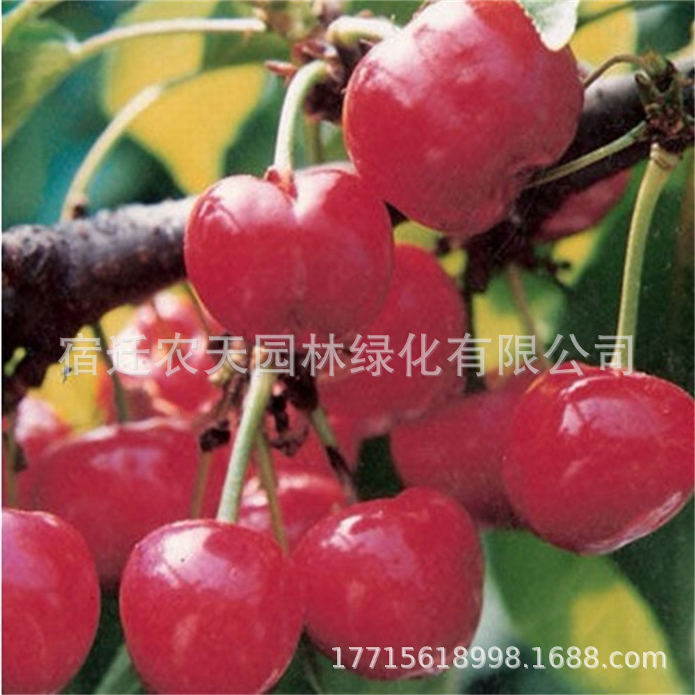 樱桃苗嫁接南方新品种红妃樱桃玛瑙红樱桃树苗车厘子当年结果树苗