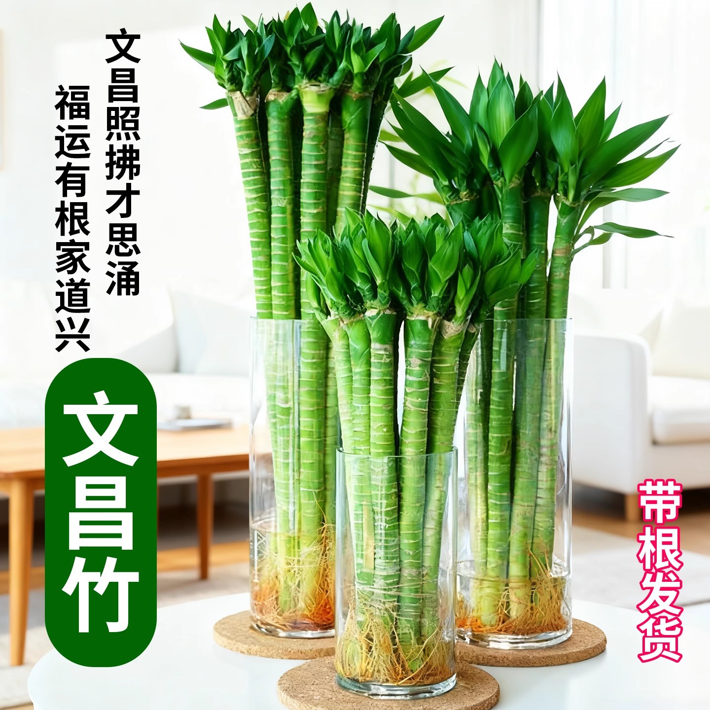 Rooted Wenchang bamboo rich bamboo dragon bamboo hydroponic plant…