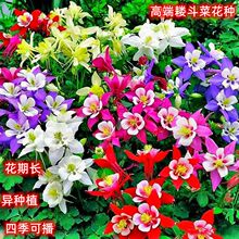 �e���˷N�ӻ��ݷN�� �ļ��ಥ�׷N �҃��̨�����ļ����ܷN�ӻ���