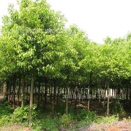 香樟树苗龙脑樟树庭院绿化风景大树道路工程绿化小叶香樟苗木批发