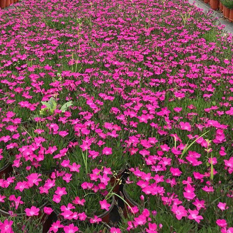 Завод Оптовая Аутентичные Семена Чанся Дяньтус Проект Озеленение Цветок Морской Пейзаж Семена