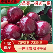 һl܇ӘϷNֲҘ簫܇Լ