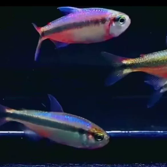 Шанхай тропические Рыбные фермы оптом Imperial Blue с огнями Императорские огни Королевский зеленый дьявол лампа рыба