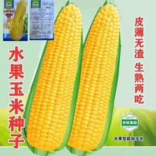 超甜水果玉米種子生吃大棒非轉基因四季播雜交黑玉米大田高產種籽