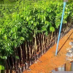 ���������������С�~�w�b10��z�ľ�S̴����̫��̴������̫��