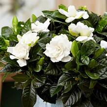 栀子花盆栽花卉植物室内带花苞阳台水培绿植浓香型大树苗四季好养