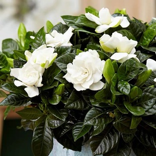 �d�ӻ����Ի���ֲ���҃Ȏ������̨ˮ��Gֲ�����ʹ�����ļ����B