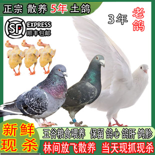 5�����������r�F������3���������Bɢ�B���Ӵ��������r�������Ҝ�