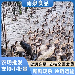 �V�|�����Z�r��ɢ�B���r���Z����ֻ�F���F�l���B�Bֳ���|�r������