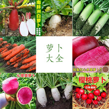 白萝卜种子 南畔洲九斤王凤梨萝卜蔬菜九寸参胡萝卜樱桃萝卜种子